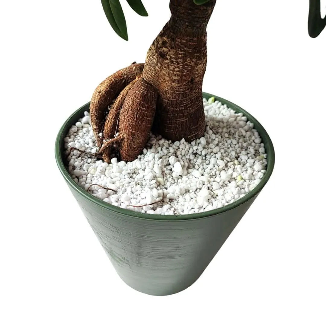 Bonsai Ficus Ginseng - vista dall'alto del fogliame compatto