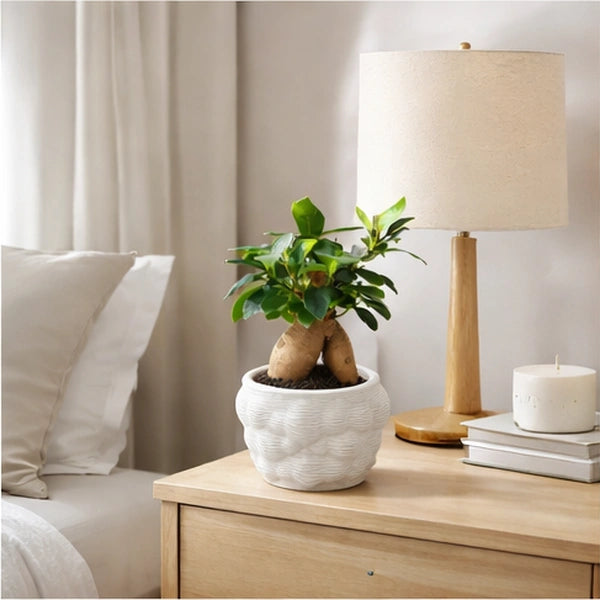 Bonsai Ficus Ginseng in vaso artigianale - contesto decorativo