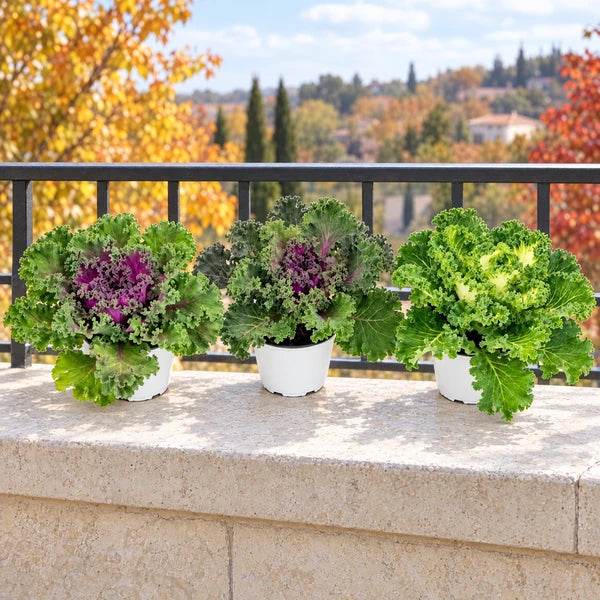 Tre cavoli ornamentali Brassica in colori mix e vaso da 14 cm, appoggiati su un ripiano di un balcone esterno.
