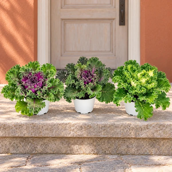 Tre Brassiche ornamentali in colori mix e vaso da 14 cm, disposte su un gradino all’ingresso esterno di casa.