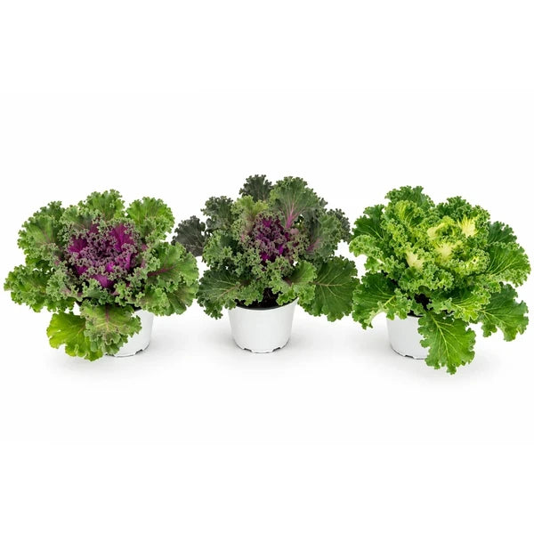 Tre Brassiche ornamentali in colori mix, con foglie verdi e centri viola e chiari, in vaso da 14 cm su sfondo neutro.