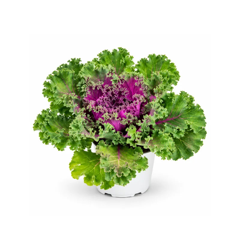  Brassiche ornamentali in colori mix, con foglie verdi e centri viola e chiari, in vaso da 14 cm su sfondo neutro.