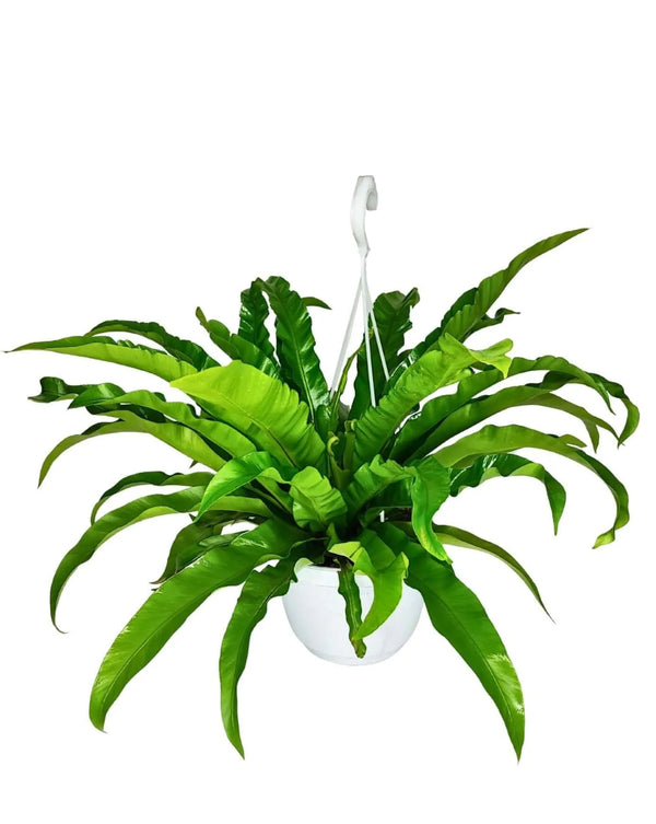 Asplenium Anticum - Altezza Pianta 65 cm, Vaso Basket