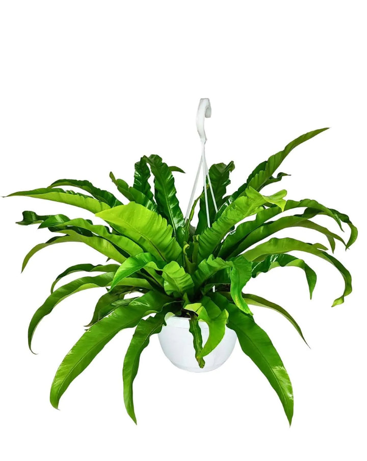 Asplenium Anticum - Pianta sospesa con fronde ondulate in vaso basket bianco