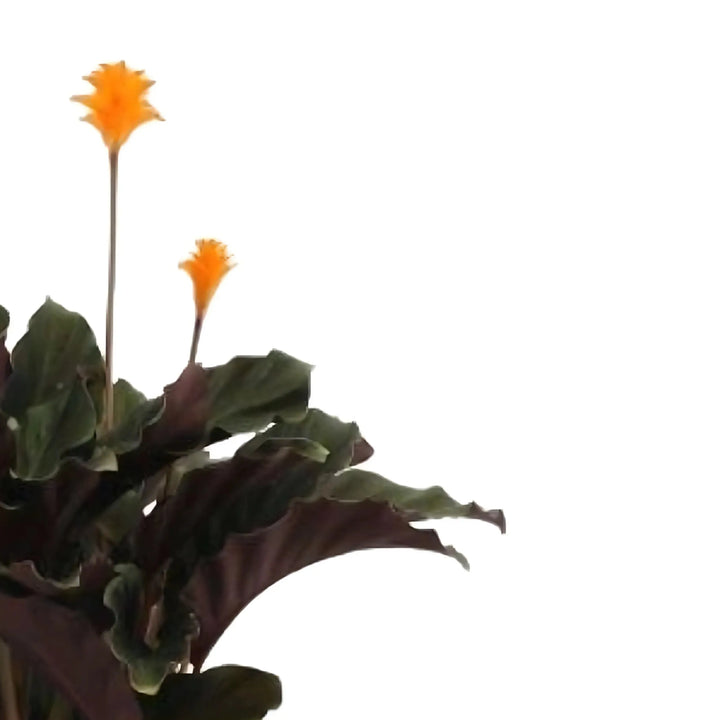 Calathea Crocata fioritura - Dettaglio dei fiori arancioni a forma di fiamma e foglie vellutate