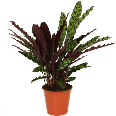 Calathea lancifolia insigne D. 19