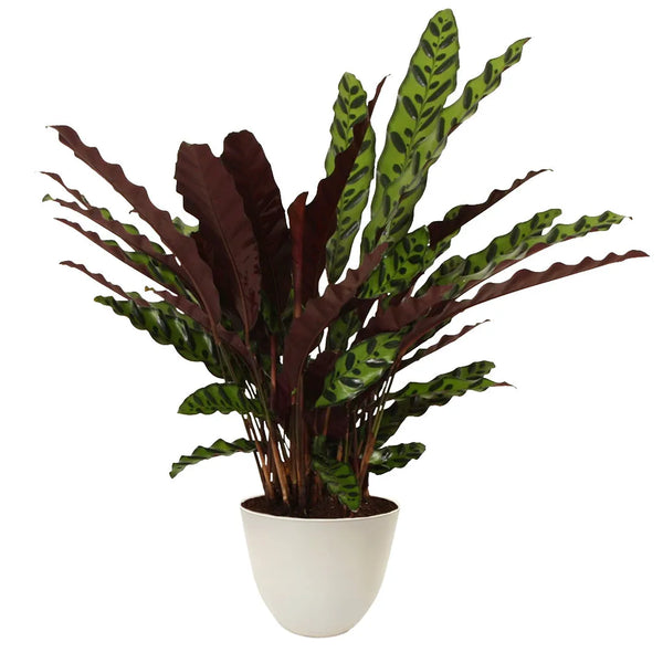 Calathea lancifolia Insigne hauteur 65 cm