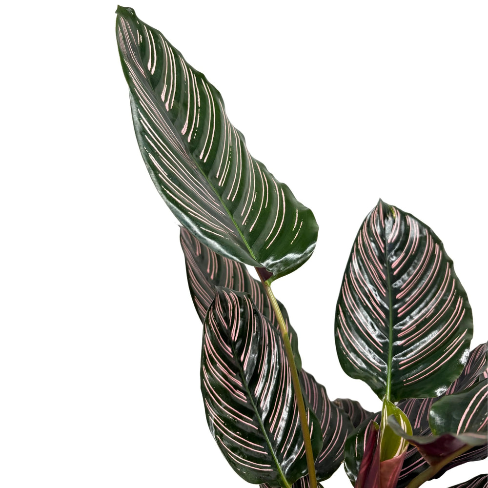 Calathea ornata - dettaglio delle venature rosa intenso sulle foglie