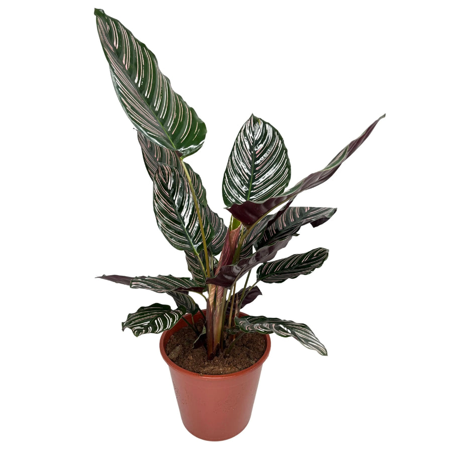 Calathea Sanderiana Ornata - pianta da interno con foglie striate rosa in vaso elegante