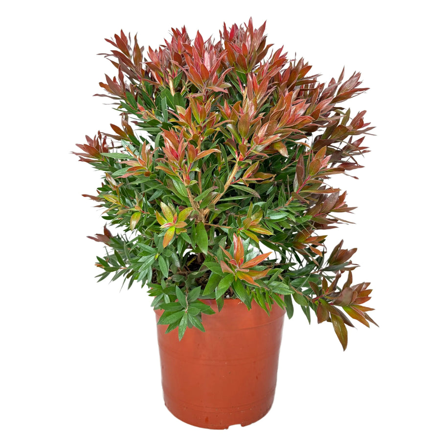 Callistemon Red Rocket - pianta scovolino in vaso con vivaci fiori rossi e fogliame verde