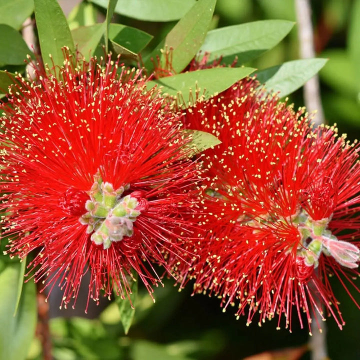 Callistemon Red Rocket - primo piano sui vivaci fiori rossi a spazzola
