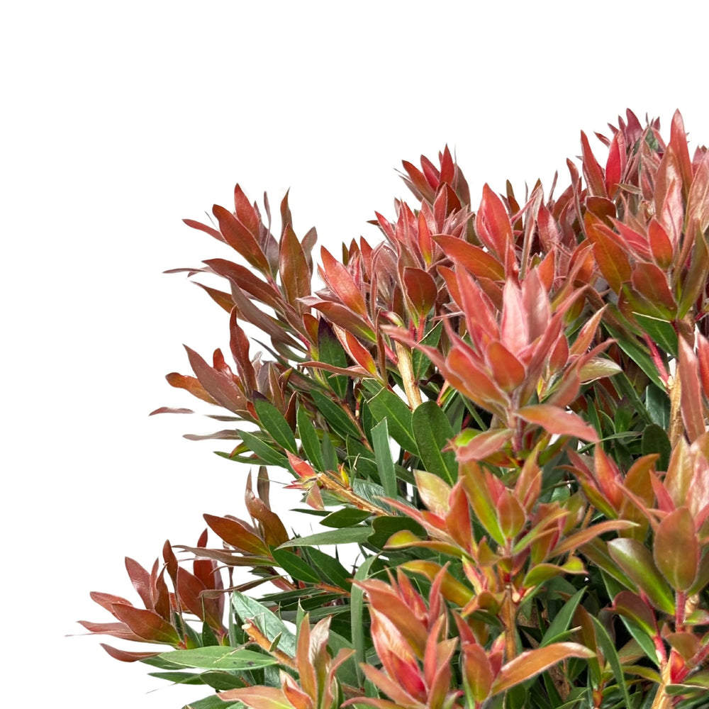Callistemon Red Rocket flower - dettaglio delle nuove foglie rosso rame