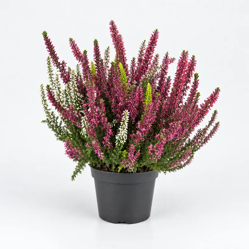 Calluna vulgaris (brugo) in vaso Ø 12 cm con spighe fiorite rosa su sfondo neutro