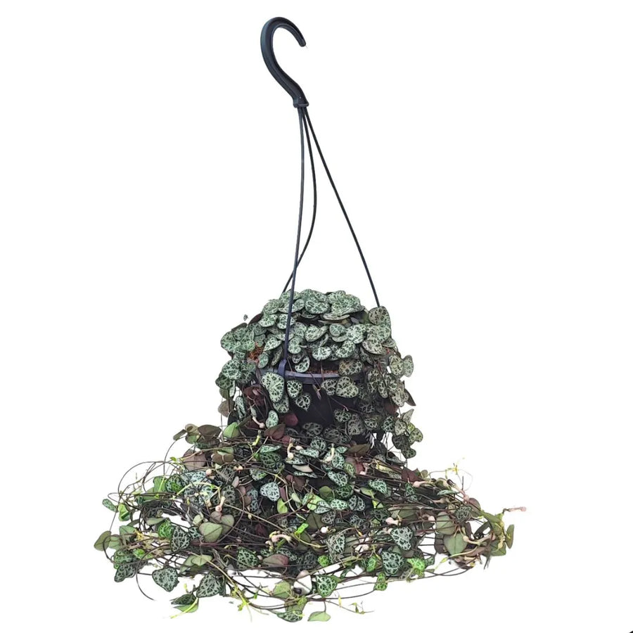 Ceropegia Woodii in basket - Pianta ricadente "Collana di Cuori" in vaso sospeso nero