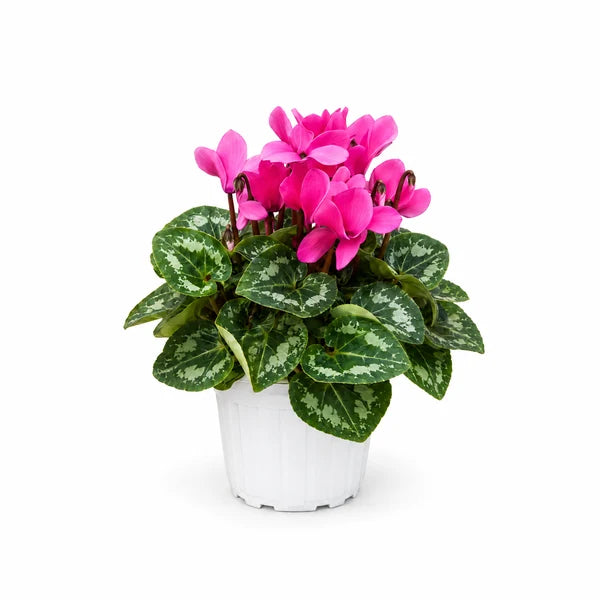 Ciclamino mini rosa in vaso bianco da 12 cm su sfondo bianco