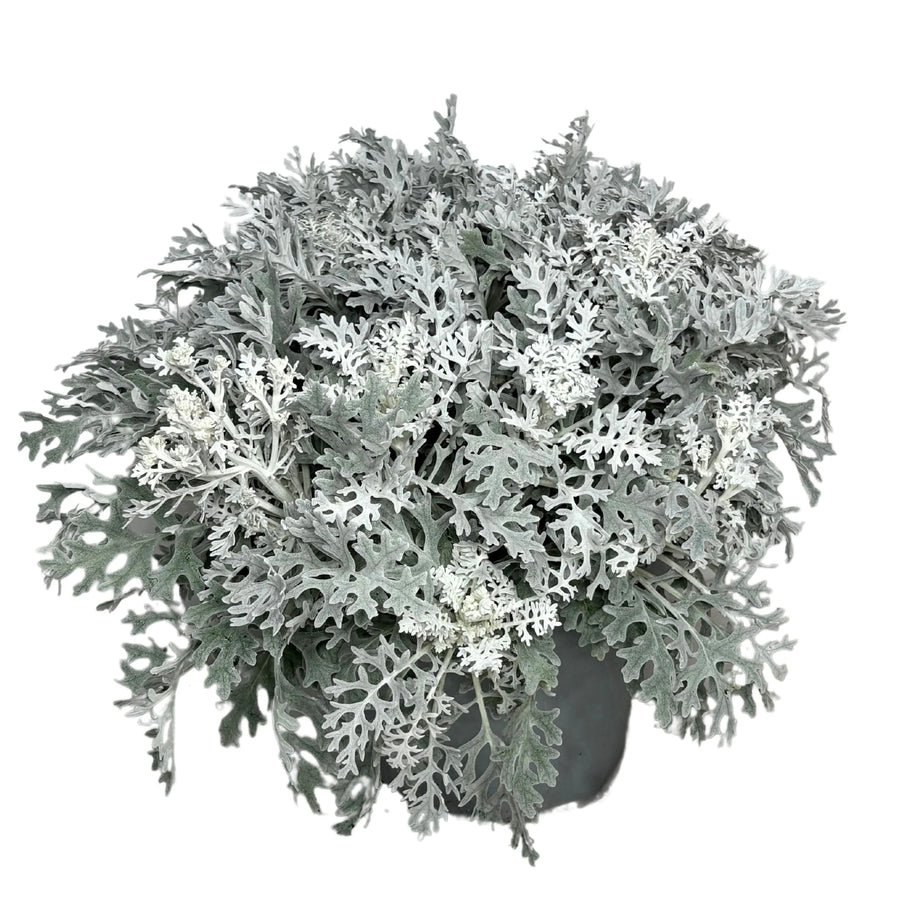 Cineraria Marittima - Pianta ornamentale con fogliame grigio-argentato in vaso da 24 cm