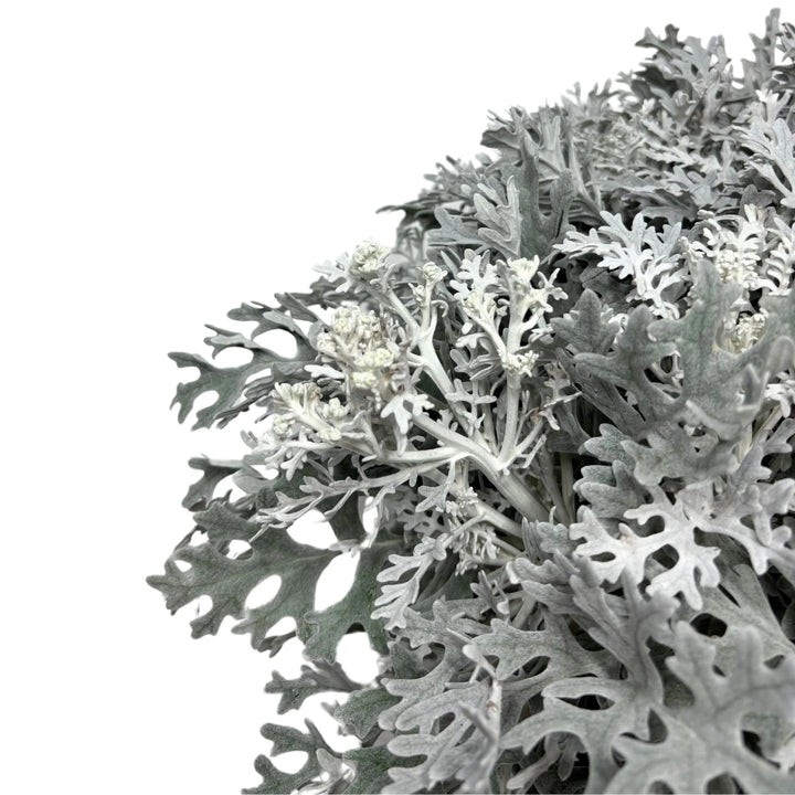 Cineraria Marittima in vaso - Dettaglio delle foglie argentate e vellutate