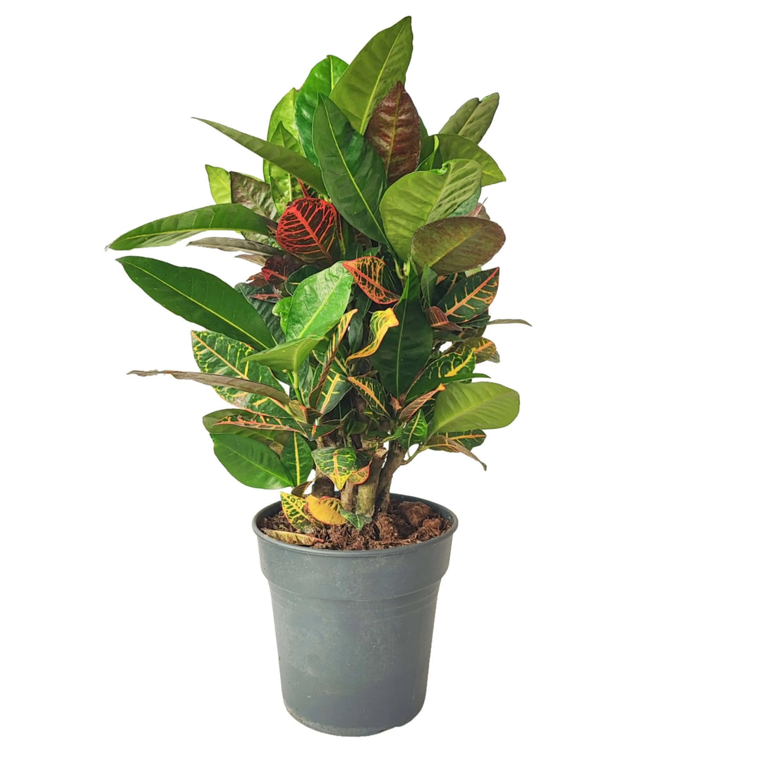 Codiaeum Petra - pianta da interno con foglie variegate in vaso decorativo