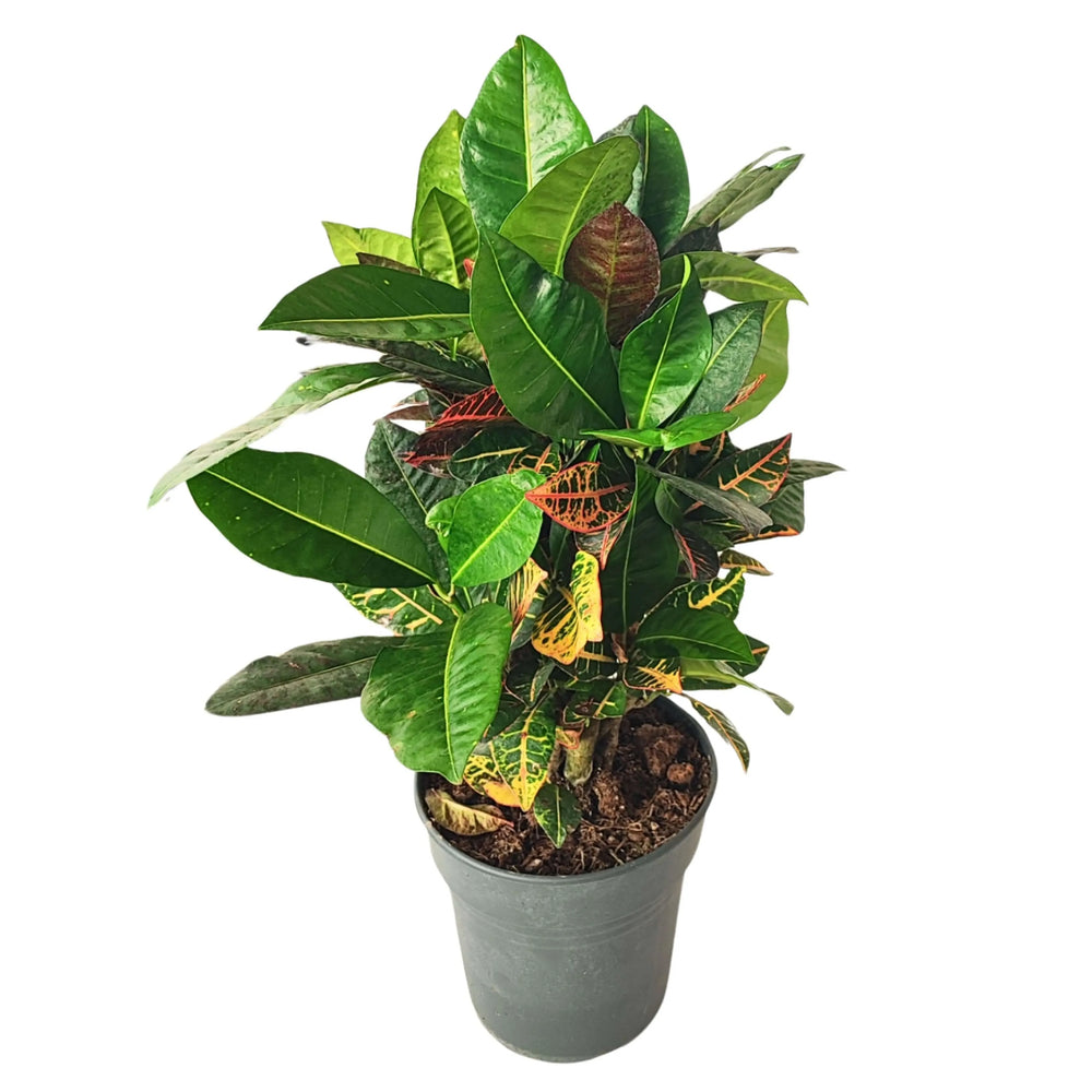 Codiaeum Petra croton - dettaglio ravvicinato di foglie colorate rosso, giallo e verde