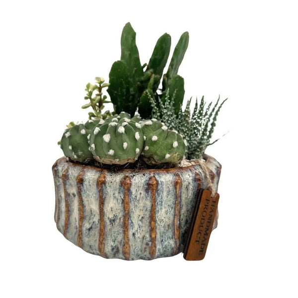 Composition de plantes succulentes dans un vase en céramique XL
