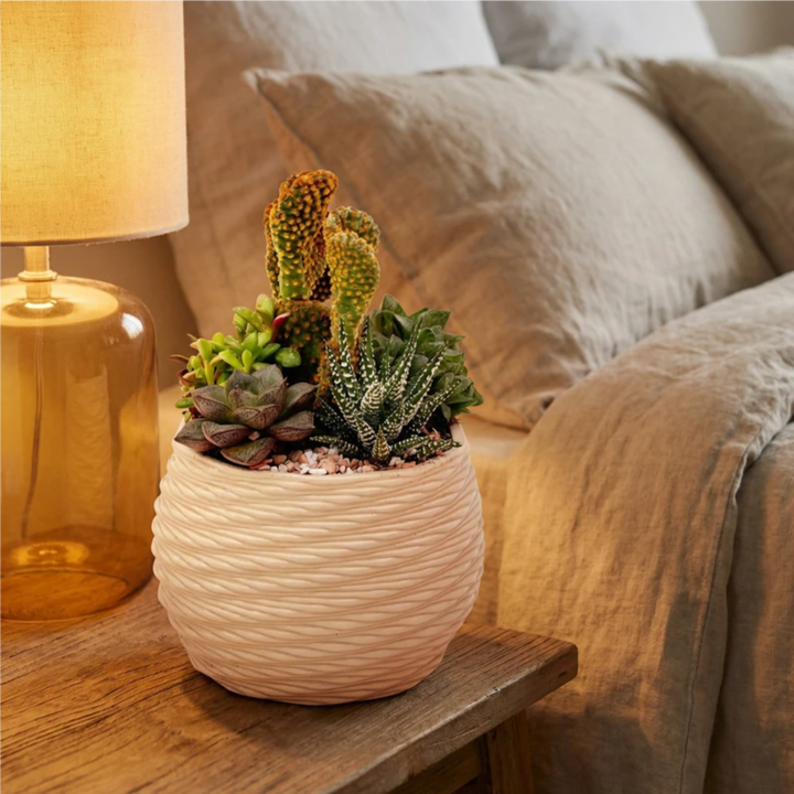 Composizione di piante grasse e cactus in vaso decorativo color crema posizionata su comodino accanto al letto, ideale come decorazione naturale per la camera da letto.