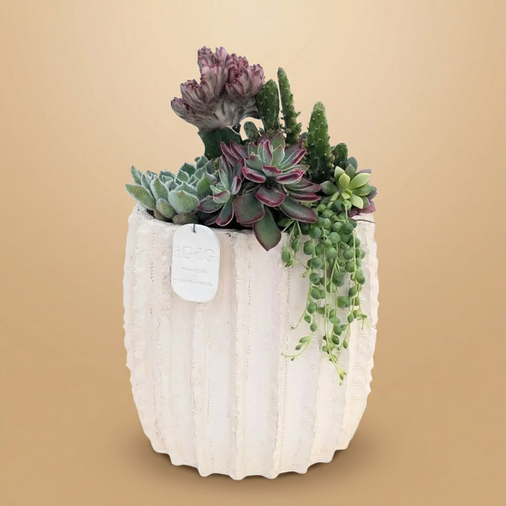 Composizione di piante grasse in vaso bianco su sfondo di colore beige