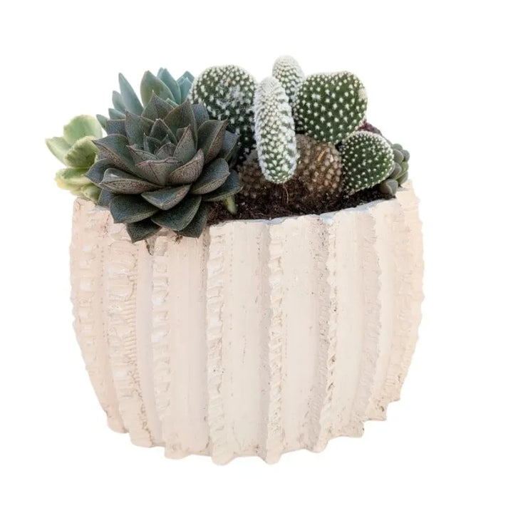 Composition de plantes grasses en pot en terre cuite Dafne H.25
