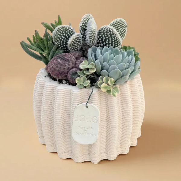 Composition de plantes grasses en pot en argile Dionysos H.21 cm
