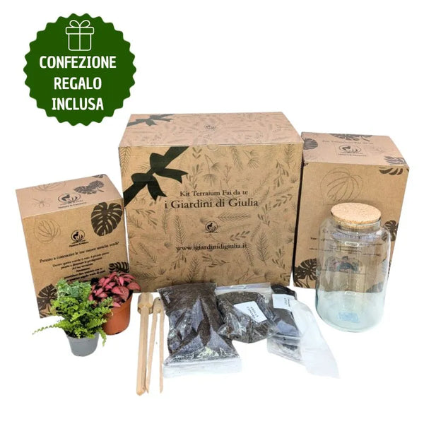 Petit kit Terrarium avec Plantes Vivantes et Coffret Cadeau