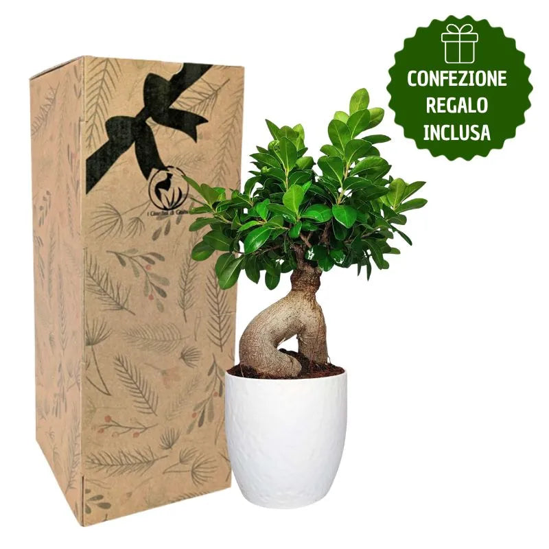 Boxer Gifts GC1303 - Kit di attrezzi da giardiniere assetato con cazzuola e apribottiglie, manico in legno robusto, regalo per nonno, papà, lui, argento Boxer Gifts GC1303 - Kit di attrezzi da giardiniere assetato con cazzuola e apribottiglie, manico in legno robusto, regalo per nonno, papà, lui, argento