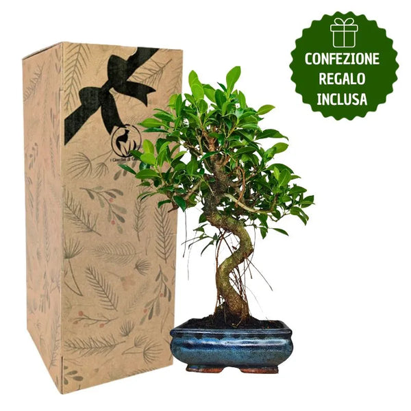 Bonsaï Ficus Retusa forme en S avec boîte cadeau