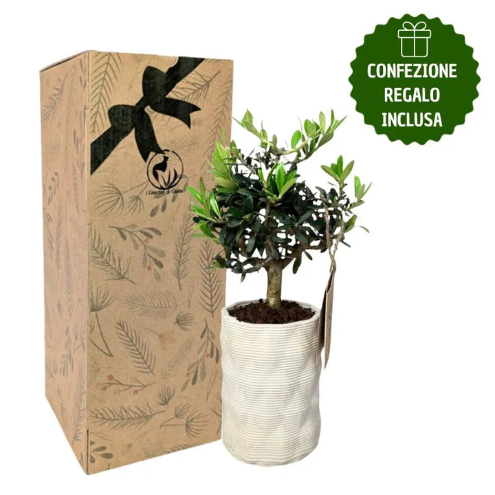 Bonsaï d'olivier en pot Andromède avec coffret cadeau