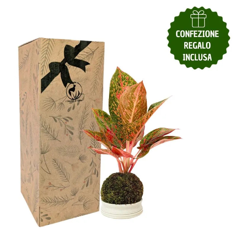 Kokedama Aglaonema Sab Mongkol avec boîte cadeau