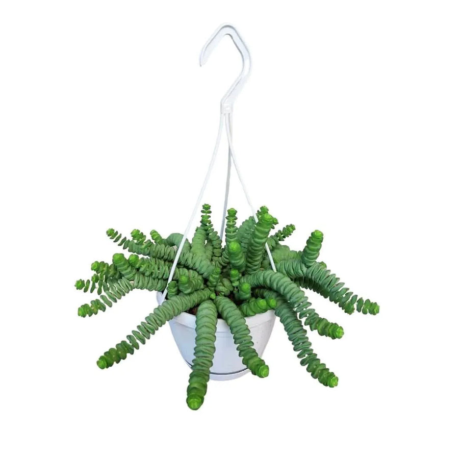 Crassula Marnieriana - pianta grassa decorativa in vaso bianco sospeso con foglie a spirale