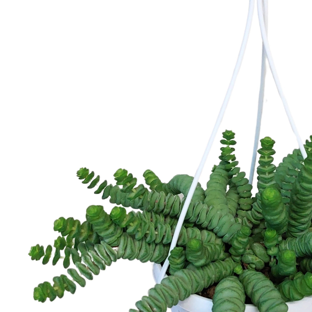 Crassula Marnieriana - dettaglio delle foglie impilate e compatte