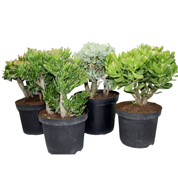 Crassula mix, hauteur de plante 50