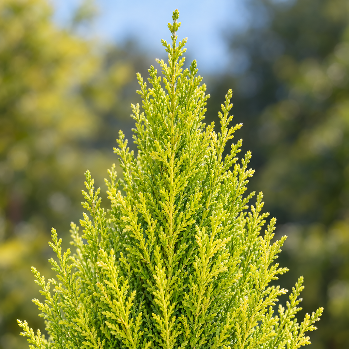 Dettaglio del fogliame verde-giallo e aromatico del Cupressus macrocarpa Goldcrest Wilma