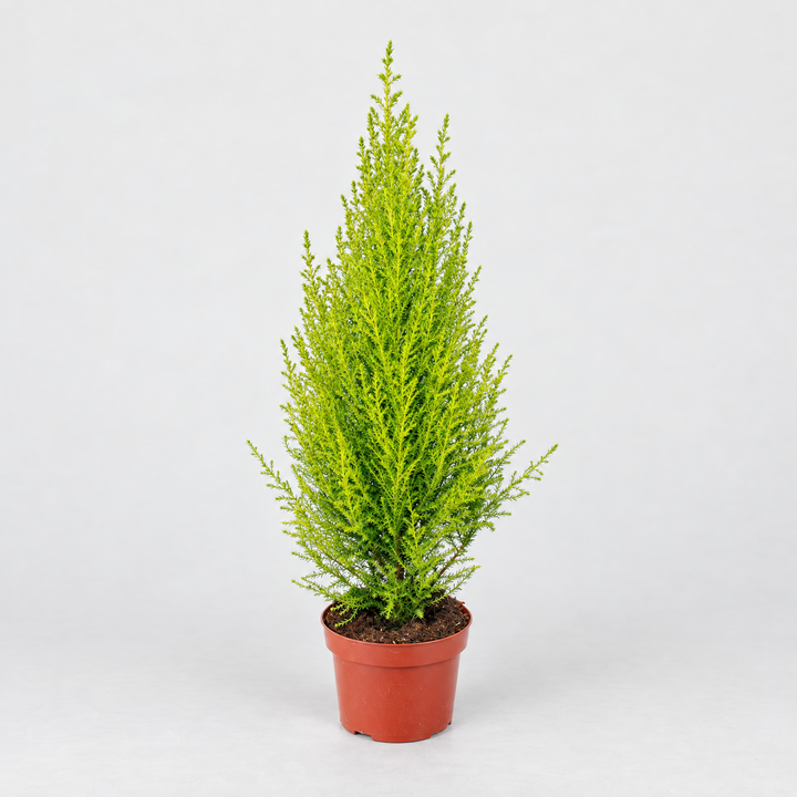 Cupressus macrocarpa Goldcrest Wilma D.14 H.80 cm in vaso di terracotta su sfondo neutro