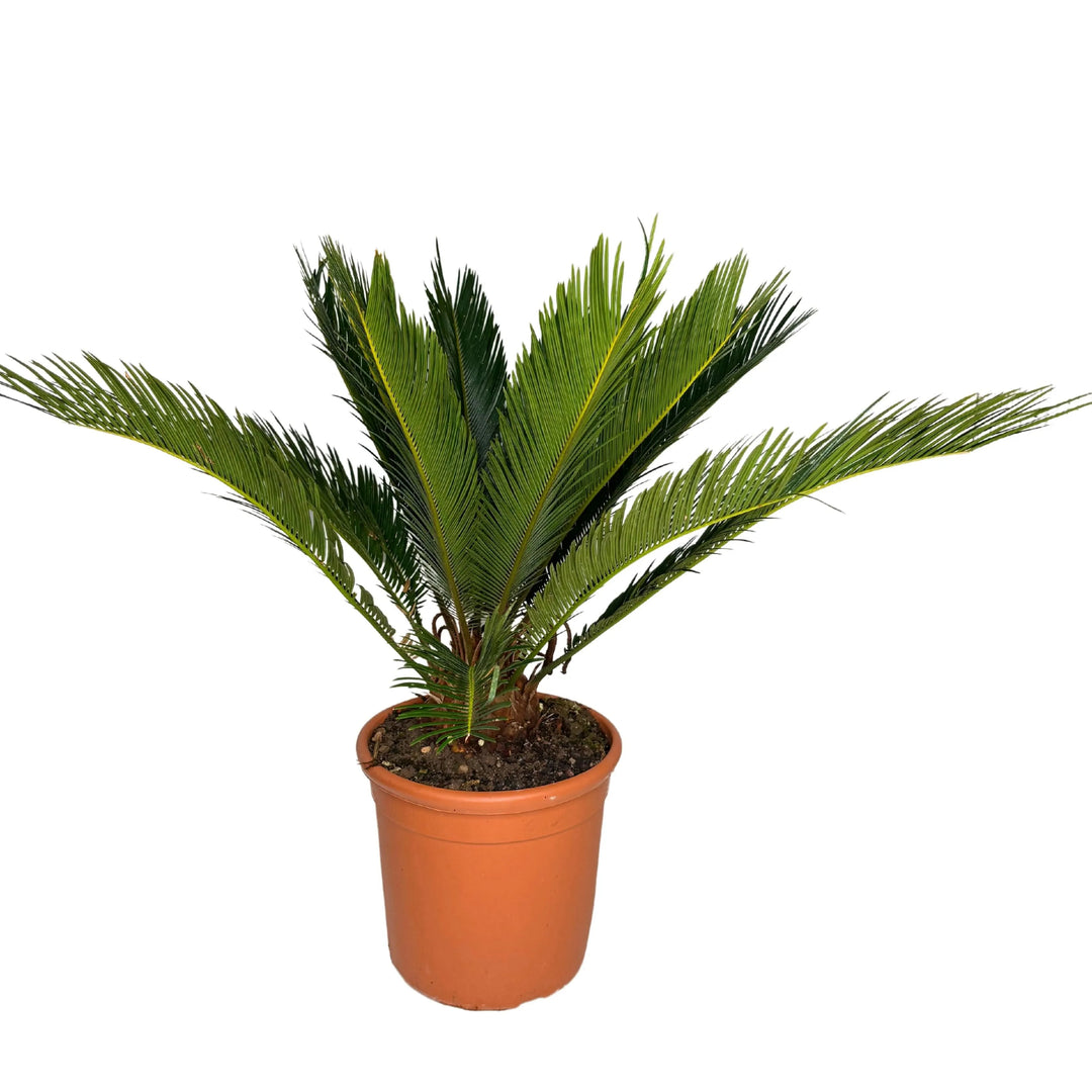 Cycas Revoluta - pianta ornamentale elegante con fronde verdi lucide in vaso