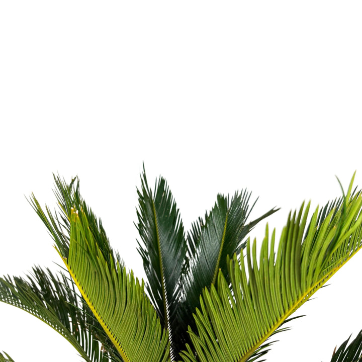 Cycas Revoluta in vaso - dettaglio delle fronde piumate e del tronco robusto