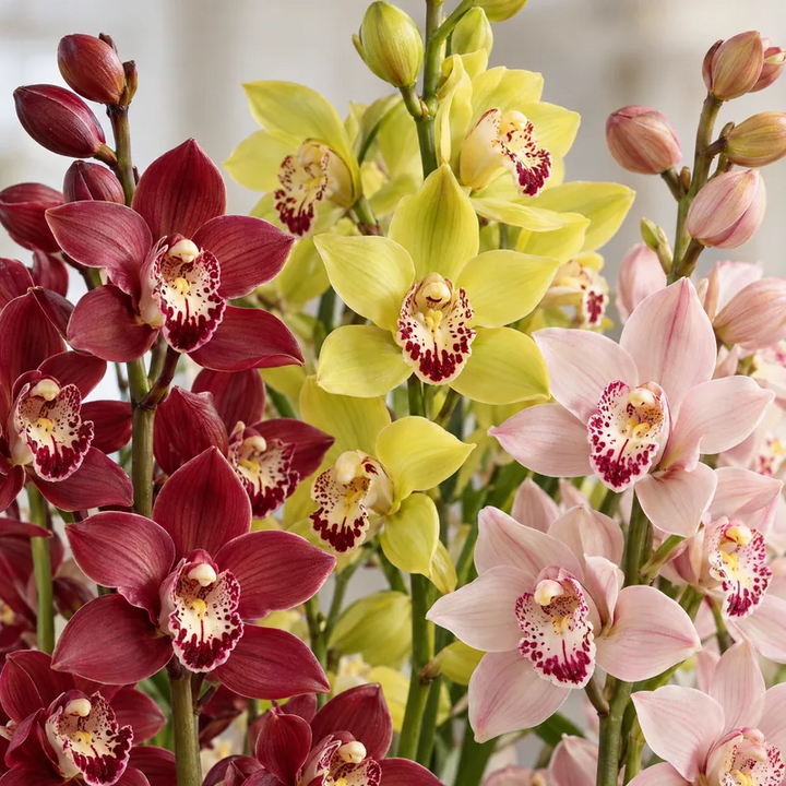 Cymbidium colori misti D.14 H.90 cm 4-5 steli