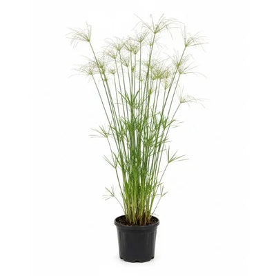 Cyperus alterifolius H.75