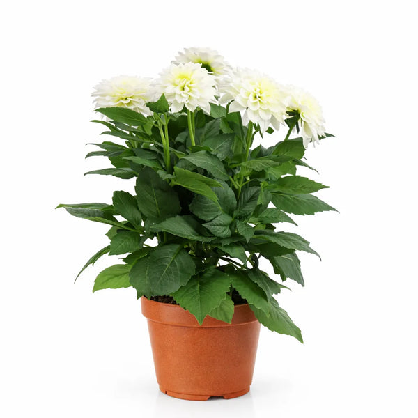 Dahlia coloris mélangés D.14 H.25 cm
