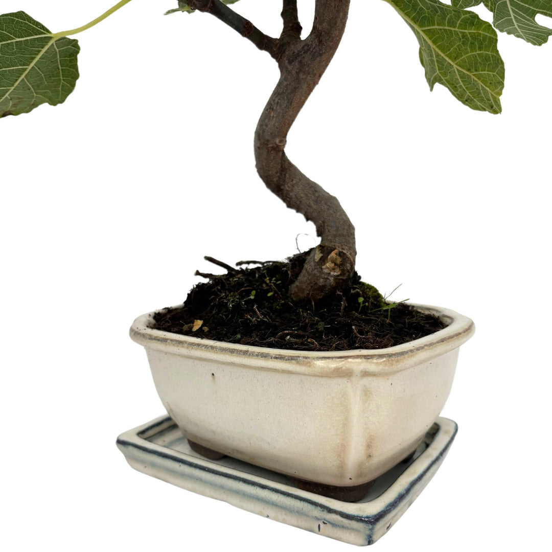 Bonsai Fico - dettaglio del tronco curvato e corteccia argentea in vaso artigianale