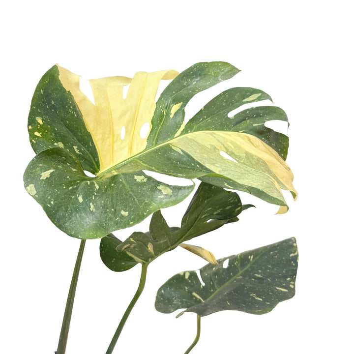 Primo piano di una foglia della Monstera Thai Constellation con ampie variegature giallo crema su sfondo verde scuro, segno distintivo della varietà