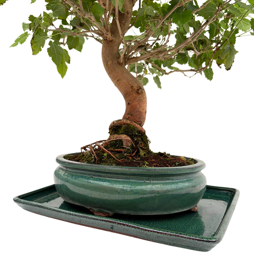 Dettaglio del tronco contorto e base radicale del Bonsai Morus, in vaso smaltato verde con sottovaso coordinato.