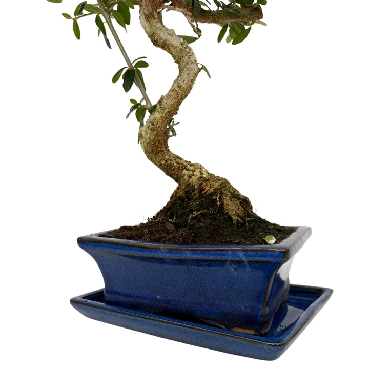 Dettaglio tronco Bonsai Olea Europaea Sylvestris - corteccia e base radicale