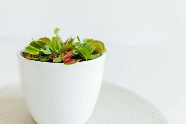 POWERS TO FLOWERS - KALANCHOE CALANDIVA BICOLOR PINK, VASO 15CM Diametro Piante Vere