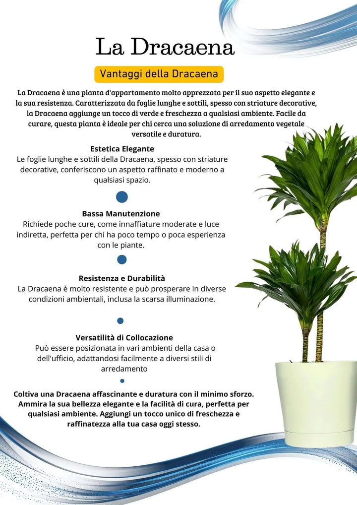 Dracaena Compacta a Due Tronchi - pianta da appartamento in ambiente moderno