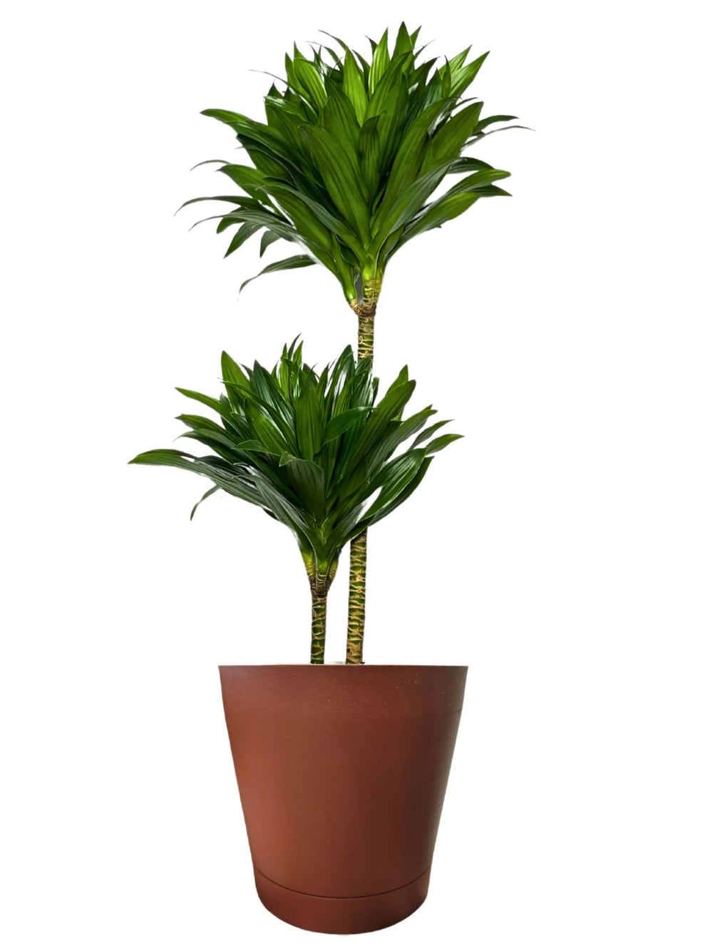 Dracaena Compacta - dettaglio del fogliame verde intenso e lucido